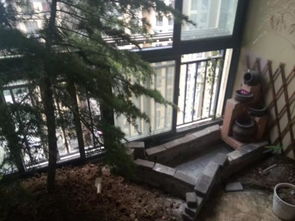 阳台种黄葛树对风水有影响吗？