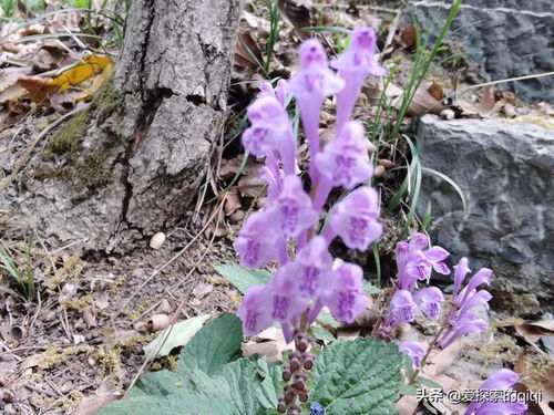 如何给爱花之人取一个以花为名的长尾关键词？