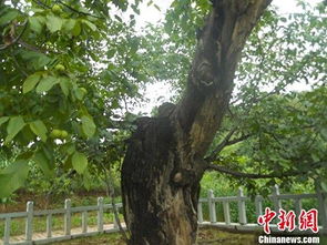 3.2 案例二：门口摆放猴头核桃促进商业活动业绩