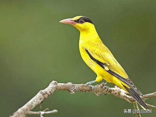 早鸟折扣：早起的鸟儿有虫吃！（真的有虫吃吗？）