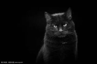 五、 黑猫守护论及通往异界之门：符号学阐释