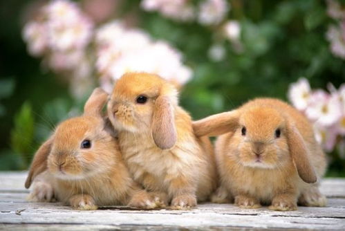 今年兔运势如何？明年兔运势走向预测是什么？