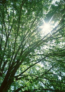 树木生肖指的是什么？树木伐光只剩椿打一生肖是什么生肖？