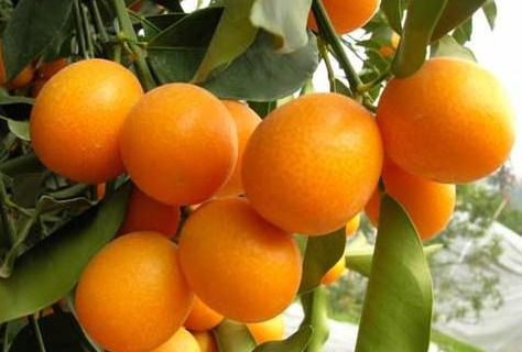 2. 中医药理学视角下的功能