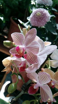 救命！这些花再乱摆家里要出大事