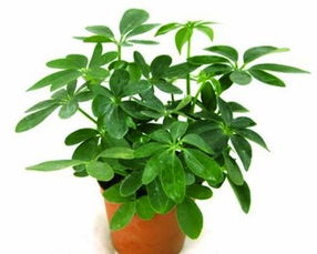 84年属鼠的人适合养什么植物来旺财呢？