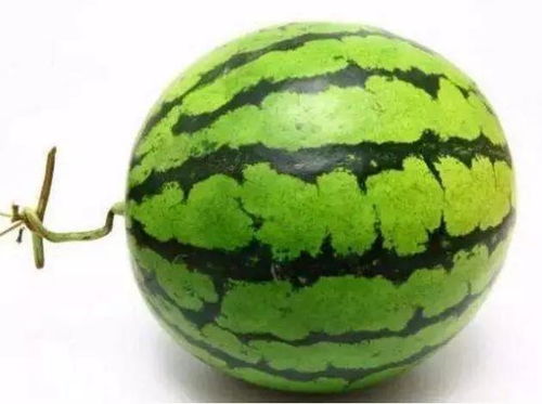 西瓜不是你想的那样