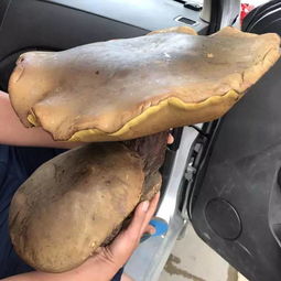 家里长菌子或蛆对风水有影响吗？