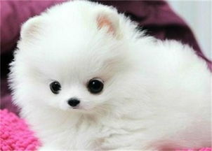 如何改变一只耳大一只小和两边耳前发际线不均的风水问题？