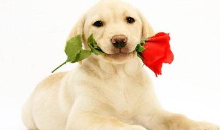 2026年属狗男性82年出生的最佳饰品是什么，能提升桃花运吗？