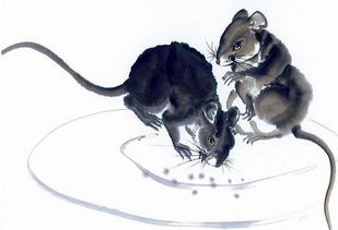 属鼠农历10月出生的人命运如何改写才能揭示其命运之谜？