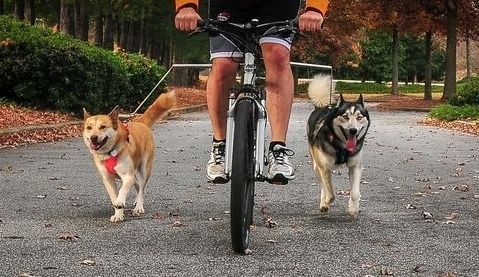 八字缺土的人适合养狗吗？有没有什么依据或建议？