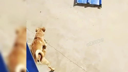 语言内容的本质差异：所有权意识的诞生