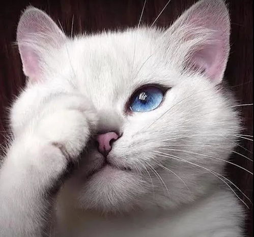 主流较高颜值猫种解析