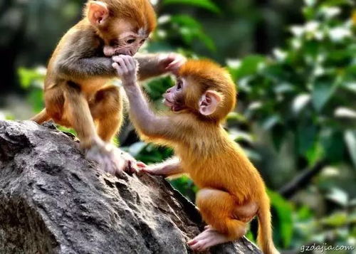 2026年出生属猴的宝宝，有没有什么好名字推荐呢？