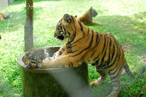 虎虎生威！属虎人2026年要上天