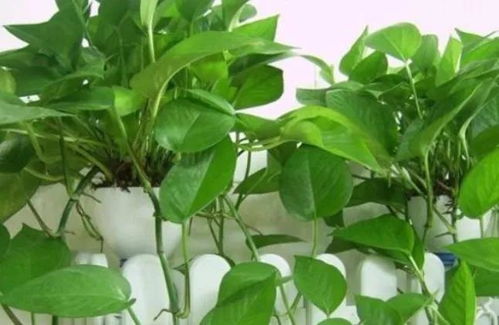 绿萝风水作用有哪些及作用和分类分别是什么？