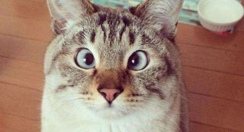 有没有什么又贱又逗比的猫咪名字，听起来既好听又忒别火呢？