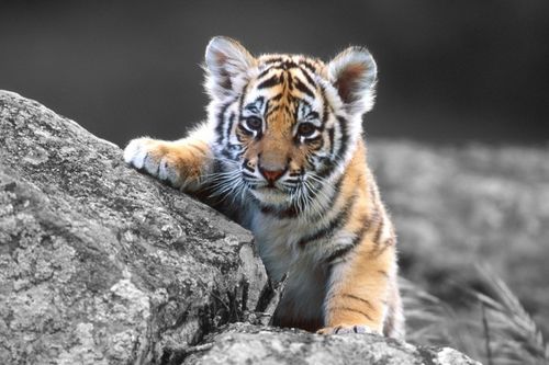 2026年属虎女性在爱情方面运势如何，桃花运会怎样？