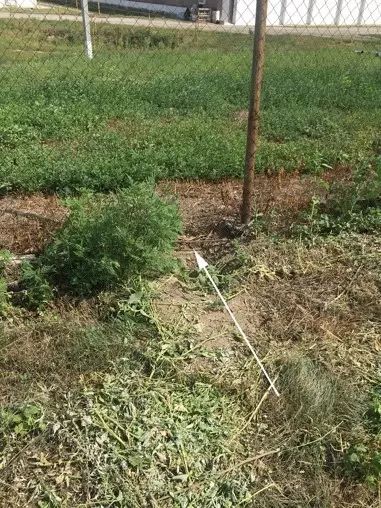 2. 植被管理——禁爬野藤