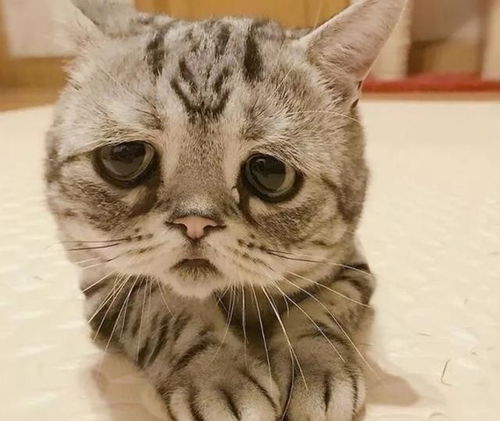 世界上最漂亮的猫的评选概述
