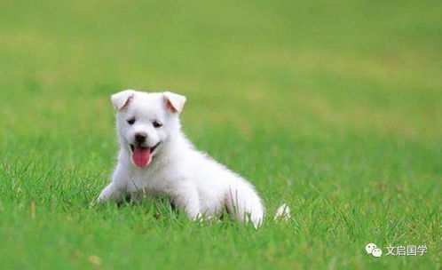 今年70岁属狗的女性运势如何？