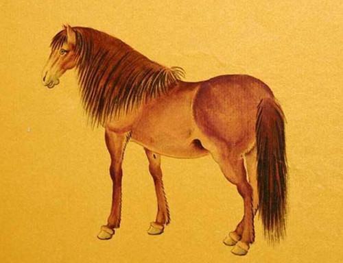 属马的妈妈和儿子如何相处，才能像属马和马的婚姻一样和谐美满？