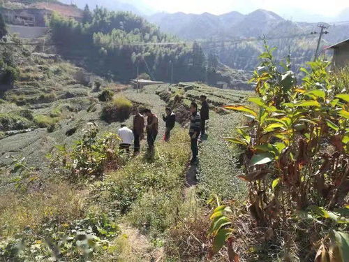 ：芒种节气与命理创造力关联性的学术探究