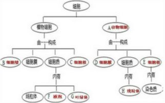 名称本义与象征层析