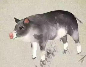 属猪2026年9月运势如何，哪个月份运势最佳？