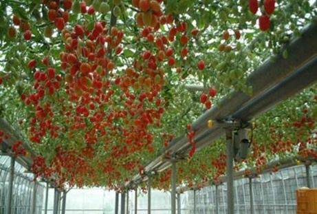 ：传统文化视域下家庭种植行为的现代审视