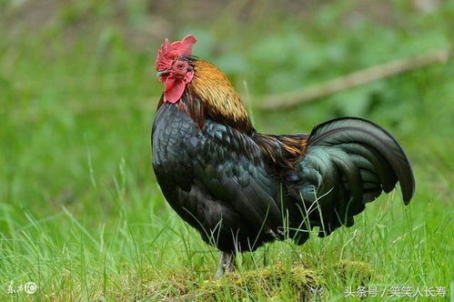 2026年属鸡的人佩戴什么吉祥物最旺财运？