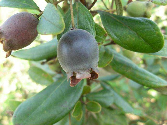 第三章 乡土文化与自然哲学的生命启示