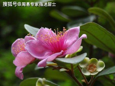 男命八字中哪些特点容易招致烂桃花？八字里带有桃花的人有哪些特征？