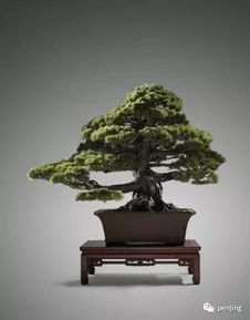 一、  优质盆景的判定标准：根、干、枝、叶的更多维度考量