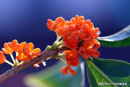 桂花象征哪个生肖？今晚揭晓的正确答案是什么生肖？