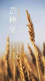 区域协同：夏粮丰收保卫战的全面启动