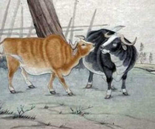 哪个生肖代表一辈子积德行善？