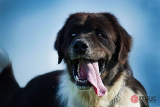 1970年出生属狗的女性婚姻状况如何？