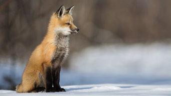 六六大顺指的是哪个生肖？六六大顺的动物代表什么含义？