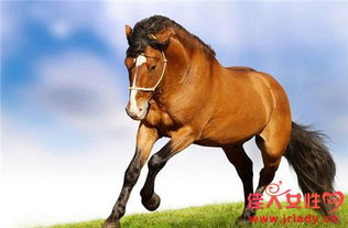 属马的人命运究竟如何？78年的马究竟意味着什么？