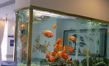 鱼缸里的鱼居然会算命？！