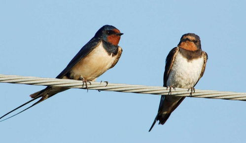 燕子为何会飞进房间不停打转，这究竟预示着什么吉祥或不幸之事？
