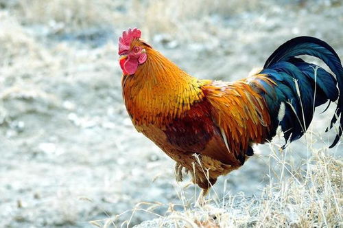 属鸡与姓牛：一个奇妙的碰撞