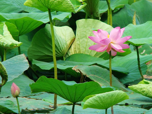 荷花命出生日期是什么时候？有没有人知道荷花命的具体出生日期？