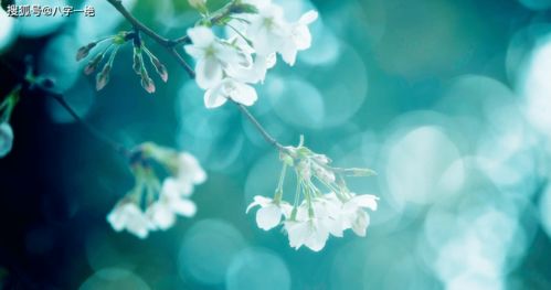 一、 八字走桃花运的特征及影响