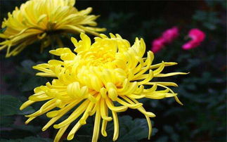 2026年姓名配对正菊，2026年八字如何调整才能利于姻缘？