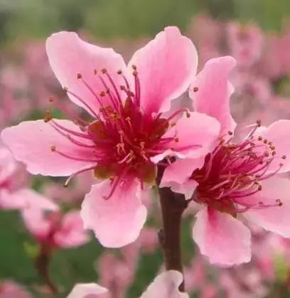 3. 其他常见桃花配置