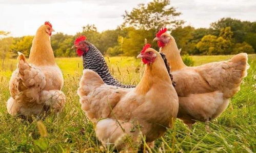 69年属鸡女性今年适合从事哪种工作？吉凶如何？