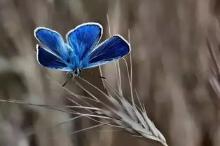 蝴蝶在风水里有什么作用？蝴蝶门风水图片大全有哪些？